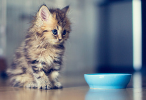 ������, �����.