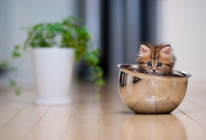 ������, �����, ��������, ����.