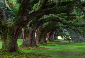 ����, ����, �������