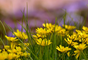 трава, поляна, лето, Желтые цветы