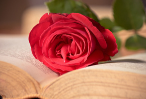 книга, розовая, красная, макро, цветок, Роза