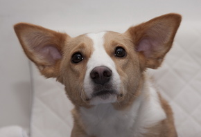 ������, ����, ������