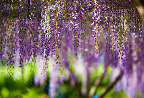 flowers, , Wisteria, bokeh, purple