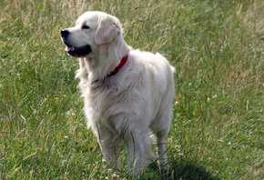 ����, ����, ������, ����