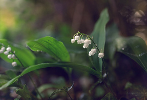 , lilies of the valley, 