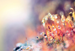 �����, ���, ����, �����