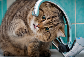 ���, ����, ����