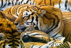хищники, 1920x1200, tigers, cats, Тигры, predators, кошки