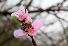 Весна, персик, пчела