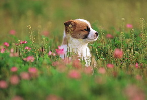 , , puppy, , , grass, dog, flowers, 1920x1200