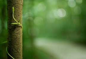 �������, ��������, ����, ������, �����