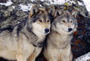 два волка, хищники, природа
