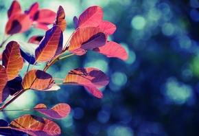 ������, ������, �����