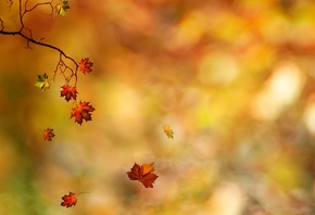 листья, Ветка, осень