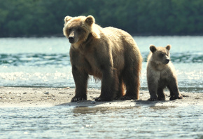 бурые медведи на реке, мать учит  ловить рыбу