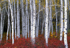 Aspen Forest, Wasatch Range, Utah