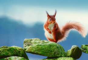 �����, �����, ���