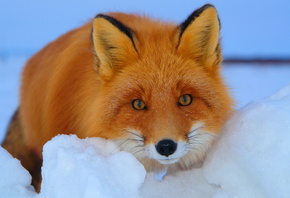 ������, ����, ����, ����, �����