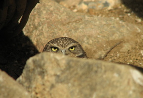 ������, ������, ����