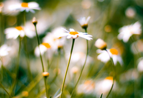 , , macro, daisies, 