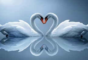 белые лебеди, пара, сердце, отражение