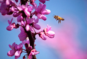 цветы, весна, ветка, пчела, Макро