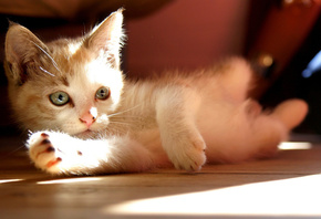 , , cat, bokeh, look, sunlight, , kitty, , 