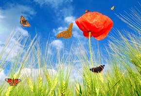 �������, ������, �����, ����, ����, ������, �������