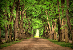 road, green, trees, beautiful, landscape, nature, дороги, зеленый, деревья, красивый, пейзаж, природа
