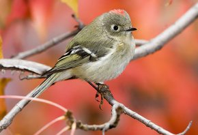 Ruby Crowned Kinglet,   