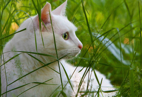 �����, �, �����