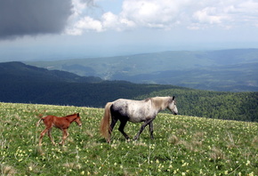 ����, �����