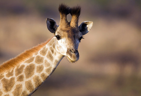 жираф, африка