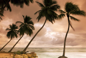 пальмы, тропики, Барбадос