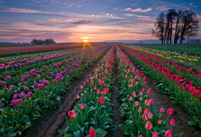 farm, town, nature