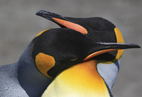 �����, ������, �������