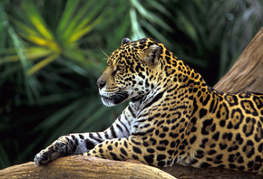 �����, ������, ��������