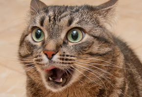 ���, �����, ���