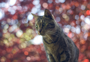 �����, ���, ����, �����, ���