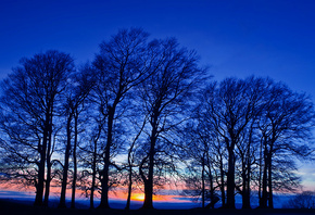 закат, деревья, сумерки, небо, оранжевый, синее, Вечер
