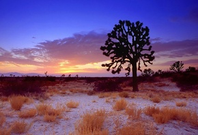 пустыня, закат, Калифорния, сша