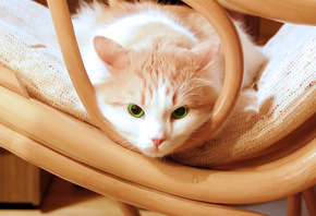 котенок, chair, котенок, green, kitty, кошка, beautiful, eyes, kitten, Cat