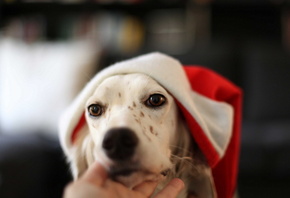 ���, ������, ��������