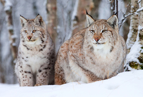 �����, ����, ������, ���, ����