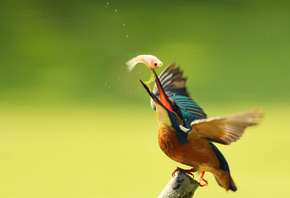 птица, обыкновенный зимородок, alcedo atthis, kingfisher, ветка, улов, капли, By Boris