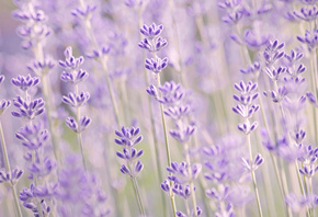 , , , , , Lavender