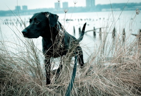 ���, ������, ������