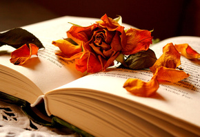 Книга, лепестки, цветок, сухая, роза