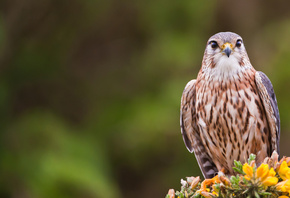 ������, �����, merlin, bird, ������