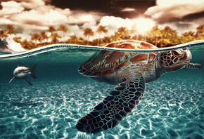 черепаха, акула, под водой